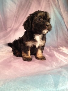 Black Female Lhasa Bichon Puppy for sale-Iowa Breeder 